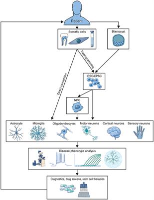 Representing Diversity in the Dish: Using Patient-Derived in Vitro Models to Recreate the Heterogeneity of Neurological Disease